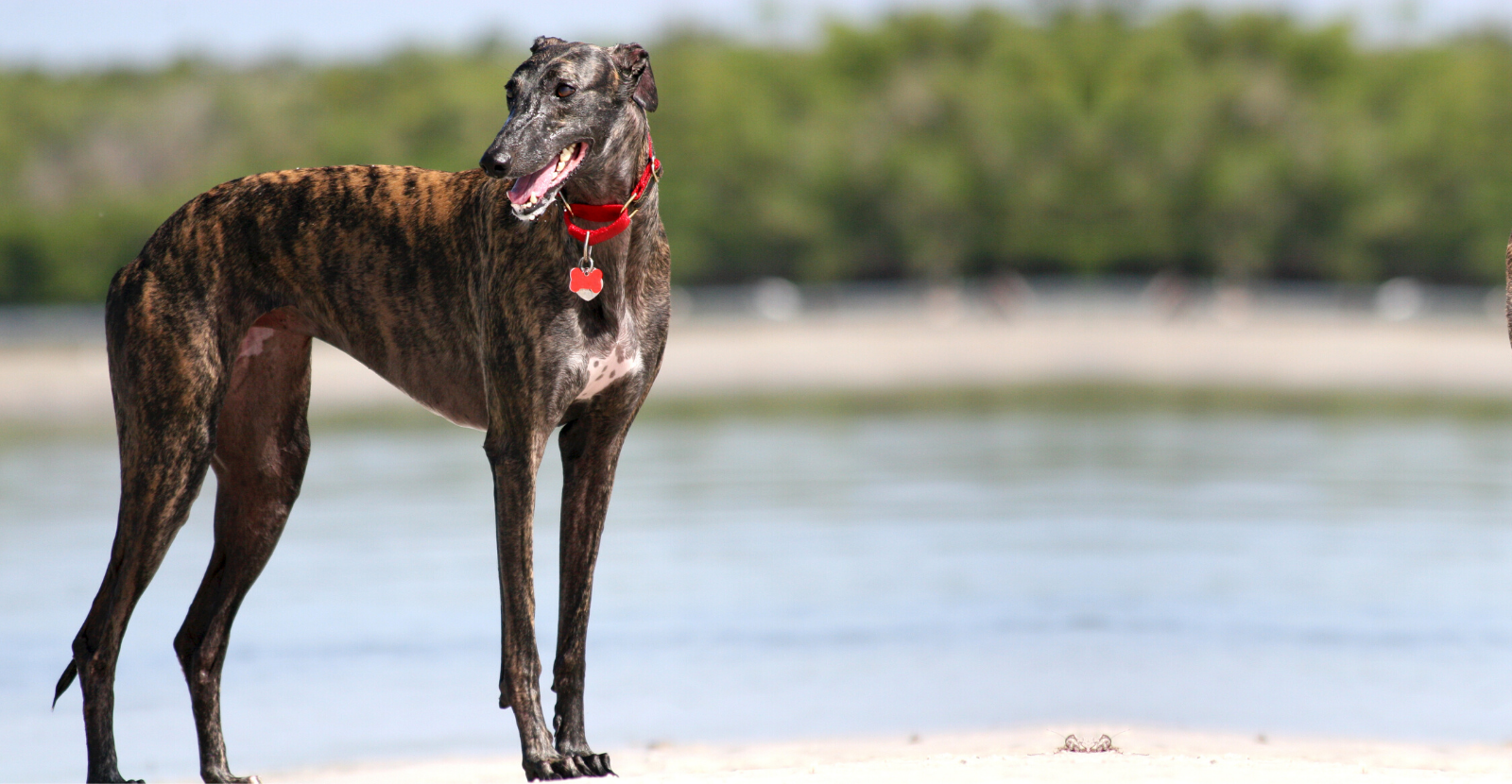 Beautiful greyhound store